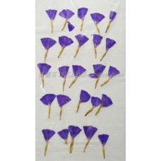 星辰花-藍-押花花材