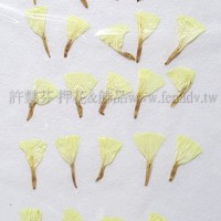 星辰花-黃-押花花材