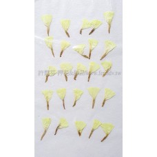 星辰花-黃-押花花材