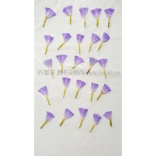 星辰花-紫-押花花材