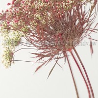 蕾絲大側枝-淡紅