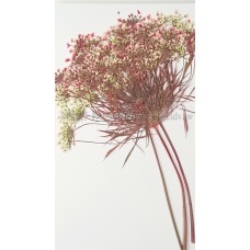 蕾絲大側枝-淡紅