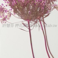 蕾絲大側枝-桃紅