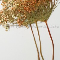 蕾絲大側枝-淡橙