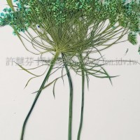 蕾絲大側枝-天藍