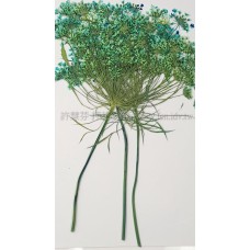 蕾絲大側枝-天藍