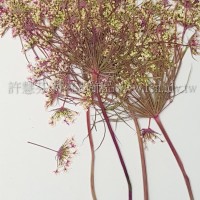 蕾絲大側枝-淡桃紅