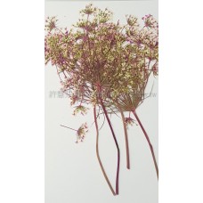 蕾絲大側枝-淡桃紅