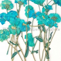 法國小白菊-天藍