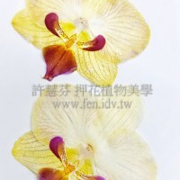 蝴蝶蘭-淡黃紅嘴
