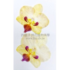 蝴蝶蘭-淡黃紅嘴