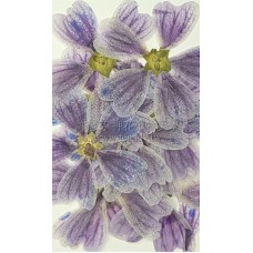 錦葵-藍色 - 押花花材