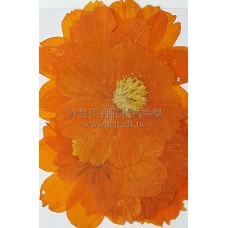 波斯菊-橙色
