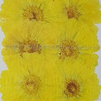 金盞菊-染黃