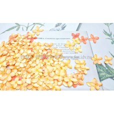 仙丹-尖瓣橙色