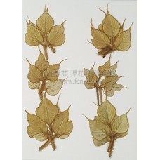 銀葛葉-原色-押花花材