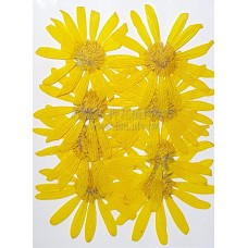 春黃菊-原色