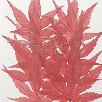 楓葉-染紅色