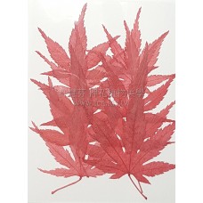 楓葉-染紅色