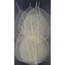 菩提網葉-白色