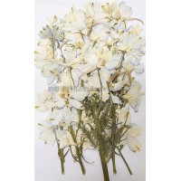 飛燕花枝-淺藍色