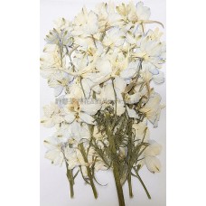 飛燕花枝-淺藍色