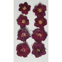 玫瑰花-原色絲絨紅