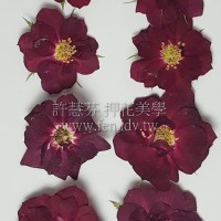 玫瑰花-原色絲絨紅
