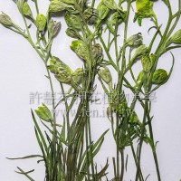 千鳥花帶支-綠色-押花花材