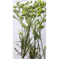 千鳥花帶支-綠色-押花花材