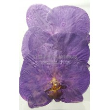 蝴蝶蘭-大型紫桃紅色