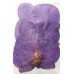 蝴蝶蘭-大型紫桃紅色
