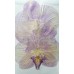 蝴蝶蘭-大型白紫色