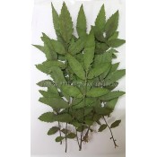 押花葉材_素材包 (91)