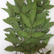 押花葉材_素材包