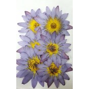 花材_素材包 (425)