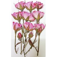 玫瑰花-淡粉紅側枝