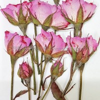 玫瑰花-淡粉紅側枝