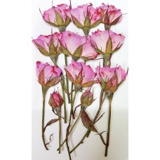 玫瑰花-淡粉紅側枝