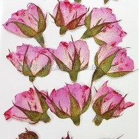 玫瑰花-淡粉紅側