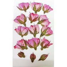 玫瑰花-淡粉紅側