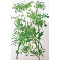 蕾絲花枝側_染綠