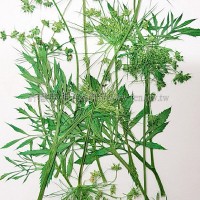 蕾絲花枝側_染綠