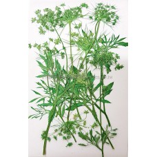 蕾絲花枝側_染綠