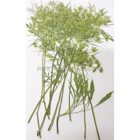 蕾絲花枝側_染黃