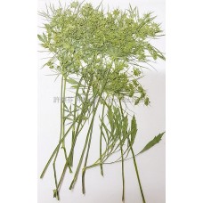 蕾絲花枝側_染黃