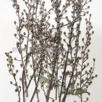 尤加利花-原色-押花花材