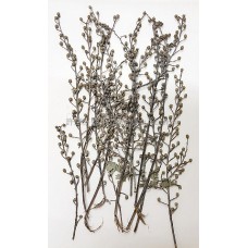 尤加利花-原色-押花花材