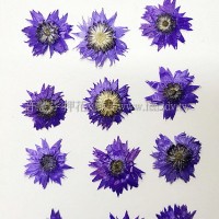 香菁花-紫色