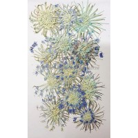 大翠珠-淺藍色- 押花花材